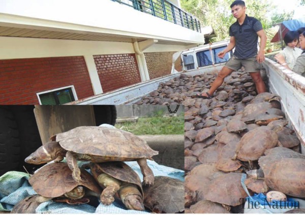 Rescue saves rare philippine turtles from brink of extinction 1436989062 5909