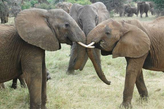 Elephant social networks
