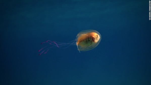 160607163521 tuim samuel jellyfish 2 exlarge 169