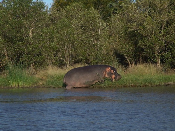 Hippopotamus amphibius in KwaZulu Natal 03533 768x576