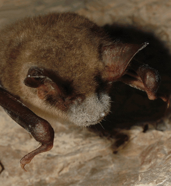 552px Myotis Mytis with White Nose Syndrome